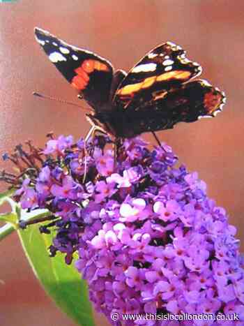 Nature Notes: An abundance of butterflies
