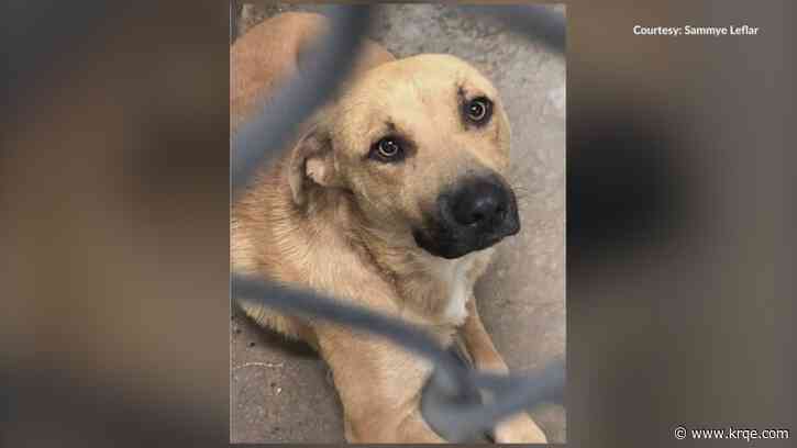Roswell shelter accidentally euthanizes dog that was tagged for rescue