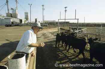 Cattle price strength marches on