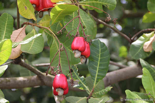 Lieferkettenverantwortung bei Seeberger: Eine Reise zum Ursprung der Cashews