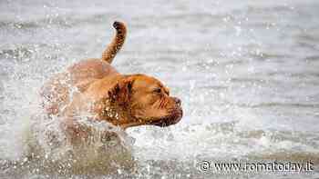 Cani e gatti in vacanza, come comportarsi: il vademecum degli esperti