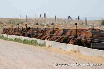 Why consider drylotting cows this fall?