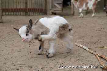 Bünde: Bald arbeiten Ziegen im Doberg