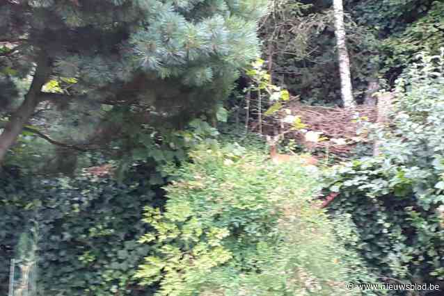 Reefoto lijkt ergens genomen in Ardennen, maar is brugwand Massenhoven