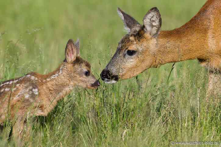 Erschreckend: Tierkadaver in Werther deuten auf Wilderei hin