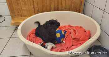Sieben ausgesetzte Hunde: Tierheim Kulmbach sucht nach Interessenten
