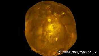 Why extraterrestrial dust found on the roof of Canterbury Cathedral could hold clues to how life formed on Earth