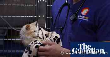 Cypriot cats to be given human Covid drugs after thousands die of feline variant