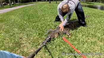 Crocodile spotted strolling through Joe DiMaggio Park in Hollywood captured