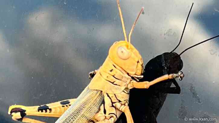 What happens to bugs during wildfires?