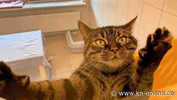 Tierheim Uhlenkrog Kiel: Diese Hunde und Katzen suchen ein Zuhause