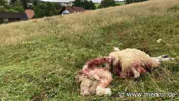 Direkt am hessischen Ortsrand Schaf gerissen – Jagt hier ein Wolf in Menschennähe?