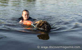 5 Unusual Ways That Dogs Help Humans