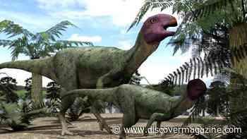 Dog-Sized Dinosaur Was an Eating Machine Capable of Shredding Plants