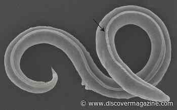 How a Worm Came Back to Life After 46,000 Years Frozen in the Siberian Permafrost
