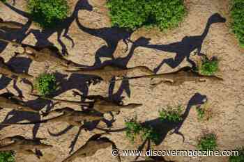 Do We Know If Dinosaurs Were Smart Enough to Hunt In Packs?