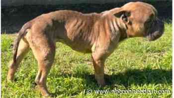 Abandoned dog found emaciated in Watertown park