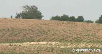Saskatchewan farmers, ecosystems battle drought across province