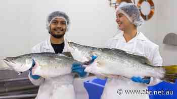 Darwin barramundi facility aims to cut waste, reduce food miles