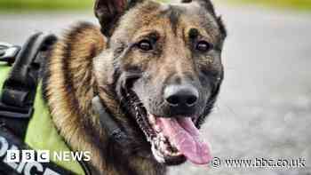 Lancashire Police dog shot dead after mauling handler