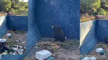 Body camera video shows rescue of little bear cub from big trash bin