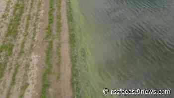 Colorado: Algas tóxicas presentes en 4 cuerpos de agua, sospechadas en 8