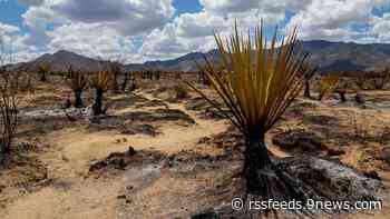 Massive California-Nevada wildfire threatens iconic Joshua trees