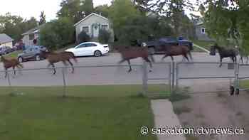 Doorbell cam footage shows escaped horses trotting through Sask. neighbourhood