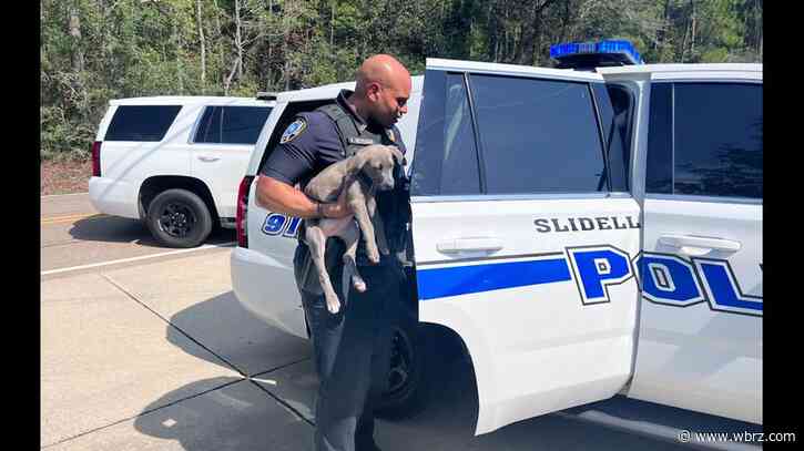Puppy rescued from stolen vehicle that crashed in Slidell