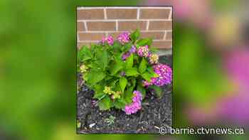 Garden memorial stolen from Barrie secondary school