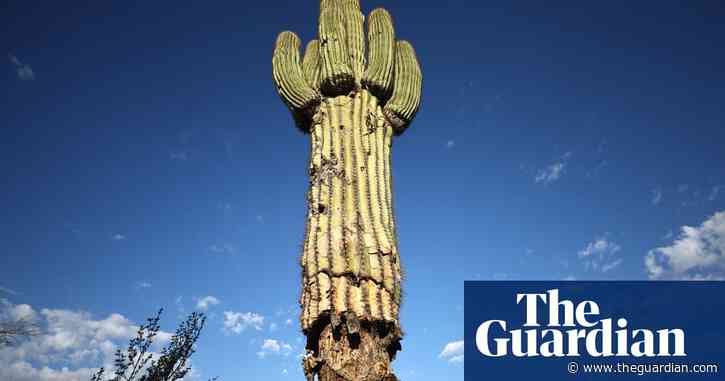 Phoenix’s extreme heat withers saguaros, trademark cactus of desert landscape
