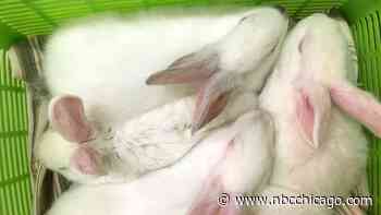 Officials urge caution after virus that quickly kills rabbits detected in Chicago area