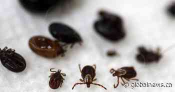 Public health apologizes for Hamilton pest control response, bylaw officer to take on file