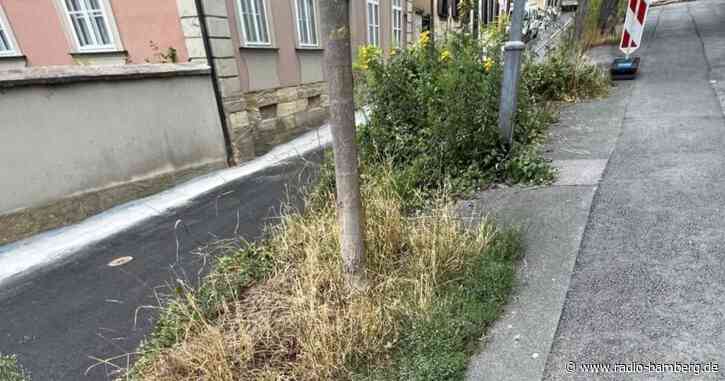 Michaelsberg: zu wenig Grün nach Straßensanierung?
