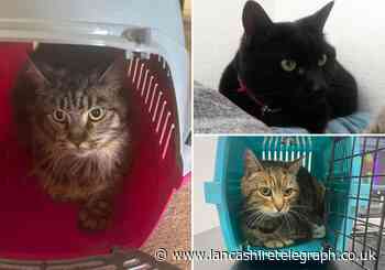 Three incidents of abandoned Accrington cats could be linked