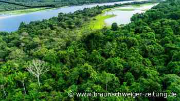 Amazonas in Brasilien wird weiter abgeholzt - nur langsamer