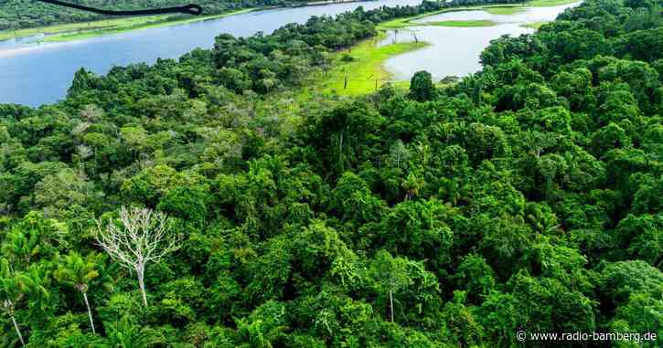 Amazonas in Brasilien wird weiter abgeholzt – nur langsamer