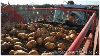 Morrisons trials underwriting 100% of farmer costs related to growing crops