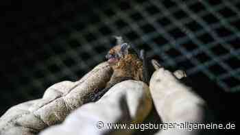 SWU-Windpark für 170.000 Haushalte: Wie groß ist der Fledermaus-Bestand?