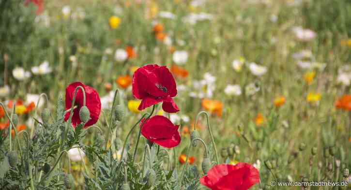 Zaunanlage am Naturschutzgebiet Bessunger Kiesgrube