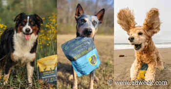 Pet Food Has a Massive Carbon Footprint. Bug-Based Proteins Can Change That