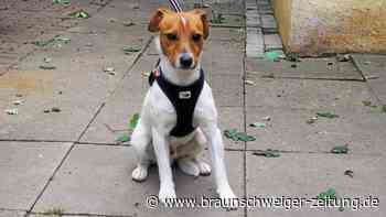 Peiner Fundtier: Barney sucht ein neues Zuhause
