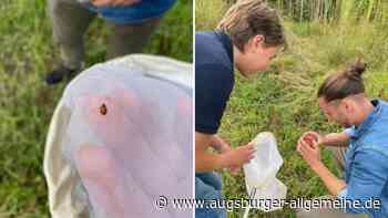 Mit Becherlupe und Mikroskop zum Artenkenner werden