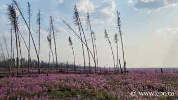 Meet the purple flower that thrives after wildfire — fireweed