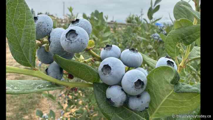 Klaassen Farms hosting Family Day event this Saturday in Rosedale