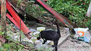 Il progetto di riqualificazione cancella le colonie feline. Il Comune minimizza