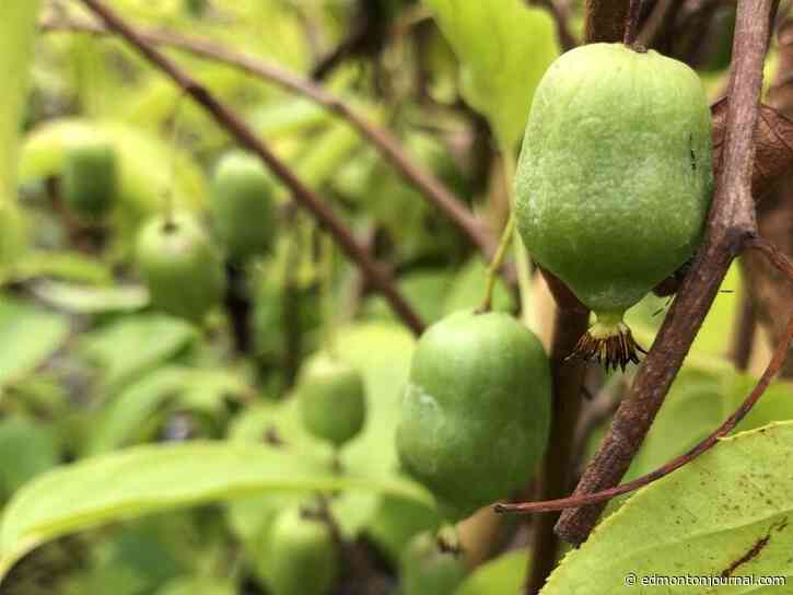 Growing Things: A question of kiwis