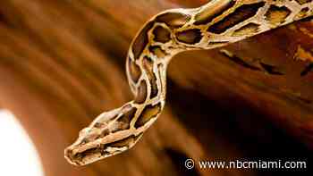 Invasive, enormous, insatiable: What we know about the pythons destroying Florida's ecosystem