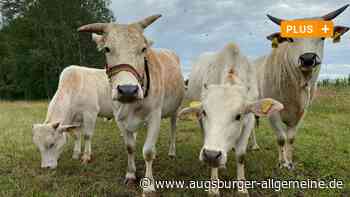 Erstmalig in Neu-Ulm: Tiere dienen als Rasenmäher für städtische Flächen
