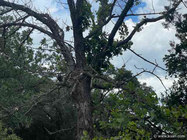 Trees are 'stressed' due to multiple years of extreme weather